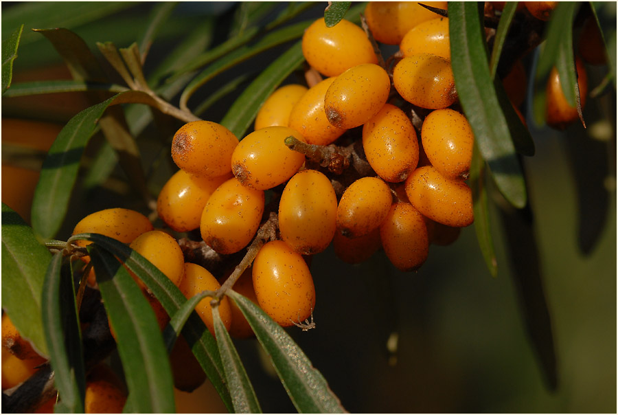 Sanddorn(Hippophae rhamnoides)