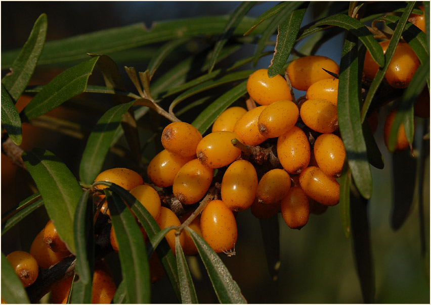 Sanddorn(Hippophae rhamnoides)