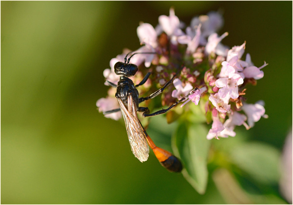 Sandwespe (Ammophila sabulosa)