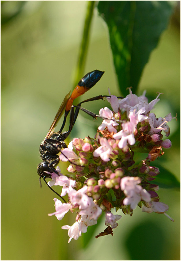 Sandwespe (Ammophila sabulosa)
