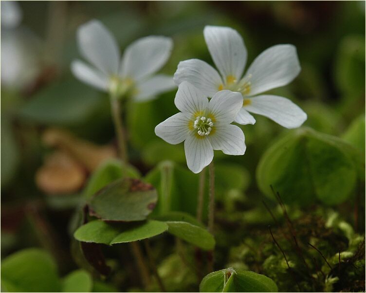 Wald-Sauerklee (Oxalis acetosella)