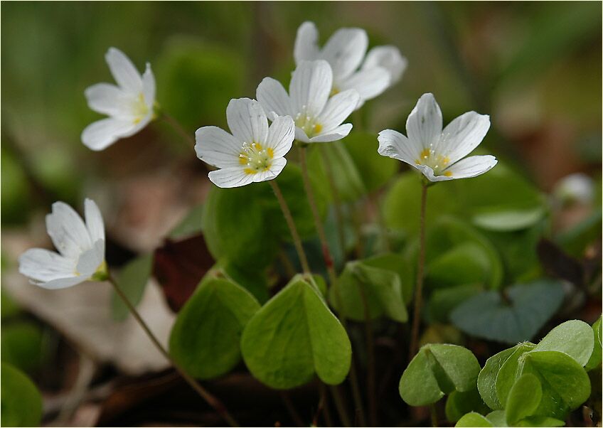 Wald-Sauerklee (Oxalis acetosella)