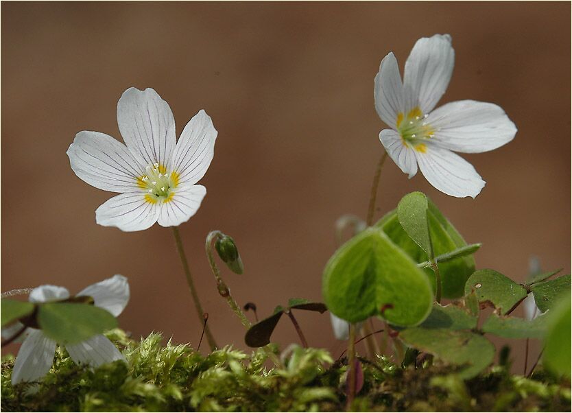 Wald-Sauerklee (Oxalis acetosella)