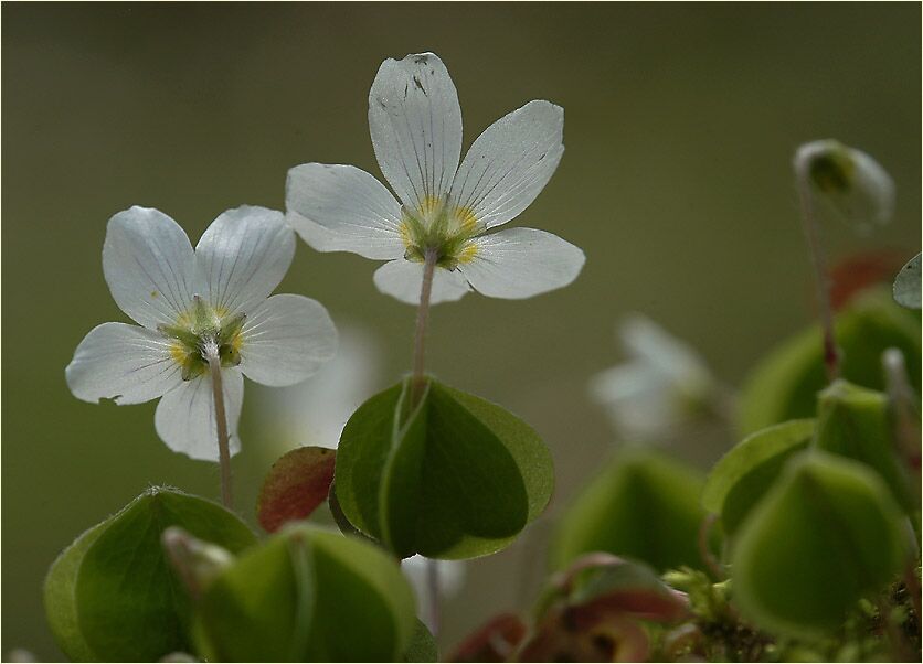 Wald-Sauerklee (Oxalis acetosella)