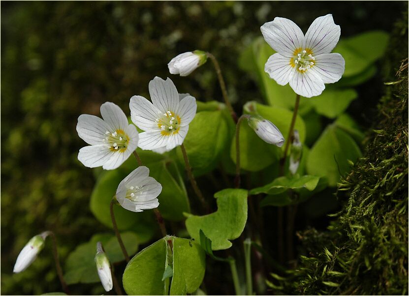 Wald-Sauerklee (Oxalis acetosella)