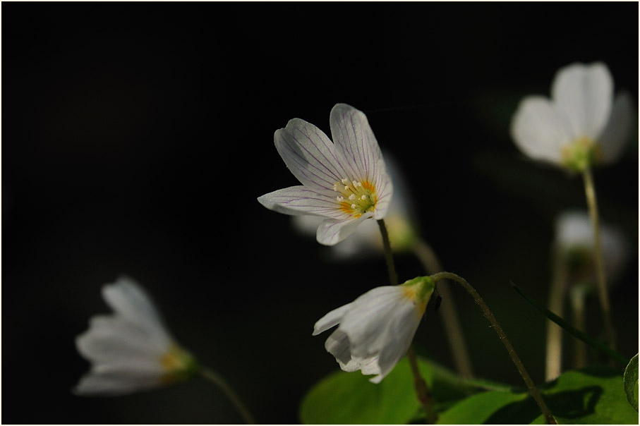 Wald-Sauerklee (Oxalis acetosella)