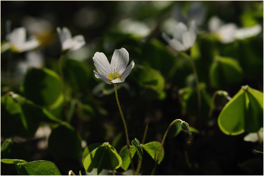 Wald-Sauerklee (Oxalis acetosella)