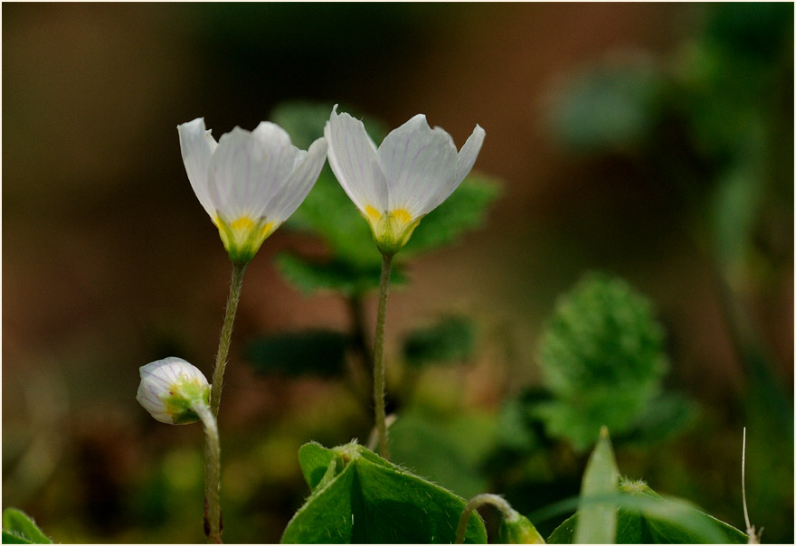 Wald-Sauerklee (Oxalis acetosella)