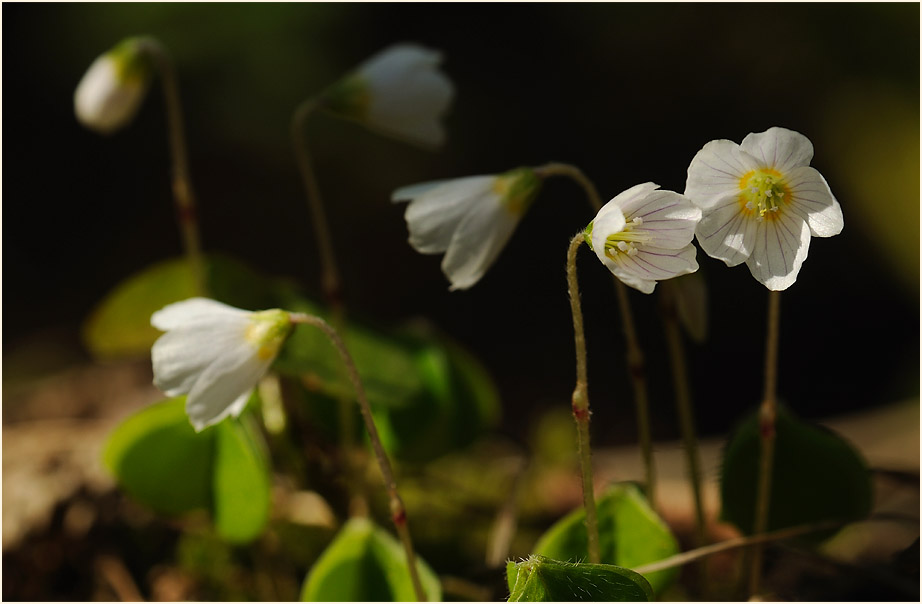 Wald-Sauerklee (Oxalis acetosella)