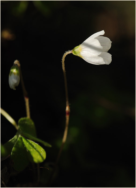 Wald-Sauerklee (Oxalis acetosella)