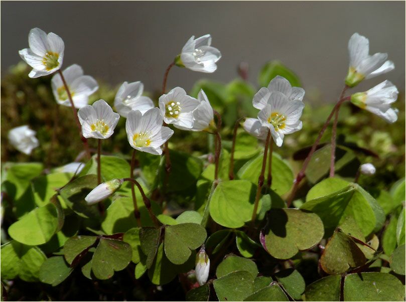 Wald-Sauerklee (Oxalis acetosella)