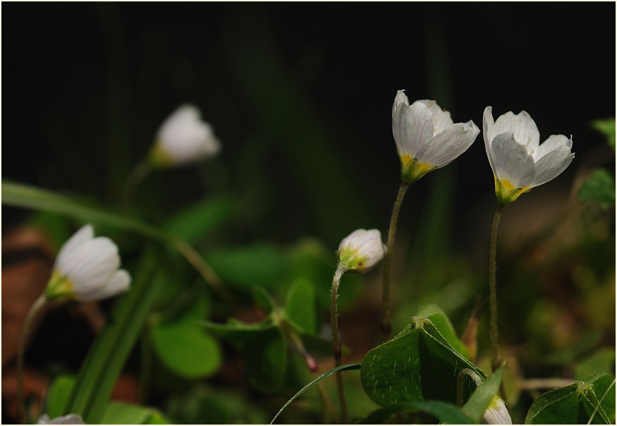 Wald-Sauerklee (Oxalis acetosella)