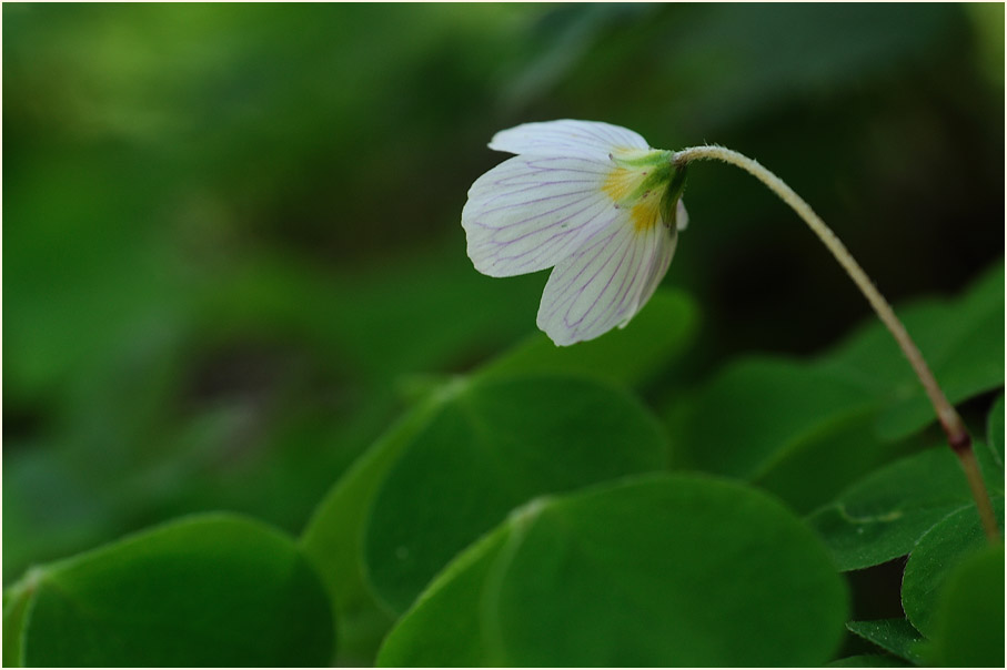 Wald-Sauerklee (Oxalis acetosella)