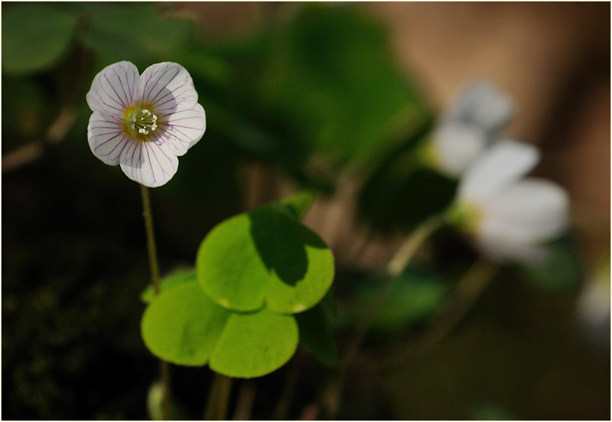 Wald-Sauerklee (Oxalis acetosella)