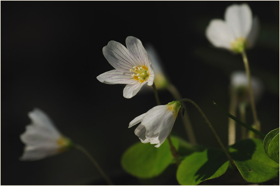 Wald-Sauerklee (Oxalis acetosella)