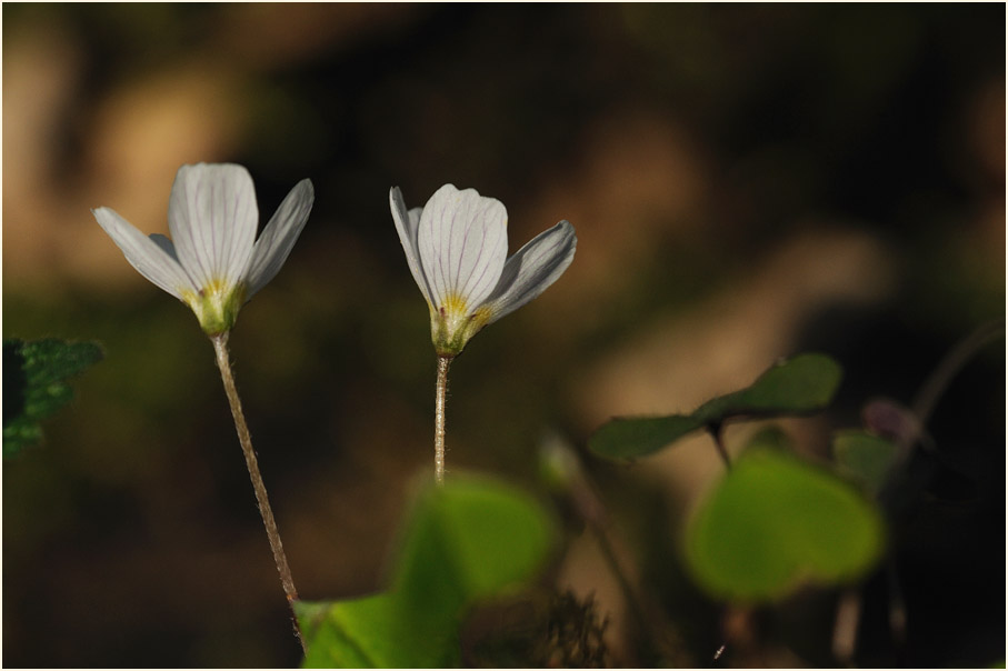 Wald-Sauerklee (Oxalis acetosella)