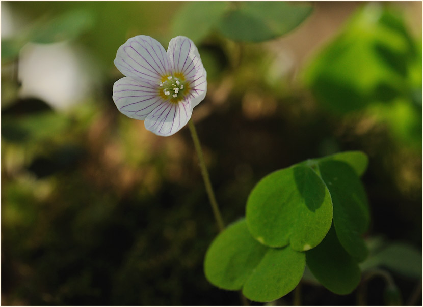 Wald-Sauerklee (Oxalis acetosella)