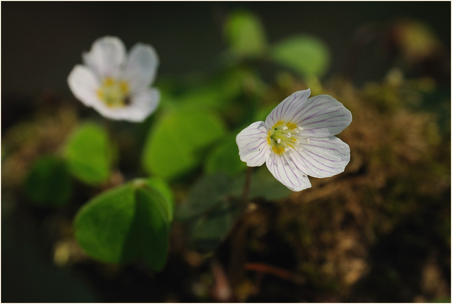 Wald-Sauerklee (Oxalis acetosella)