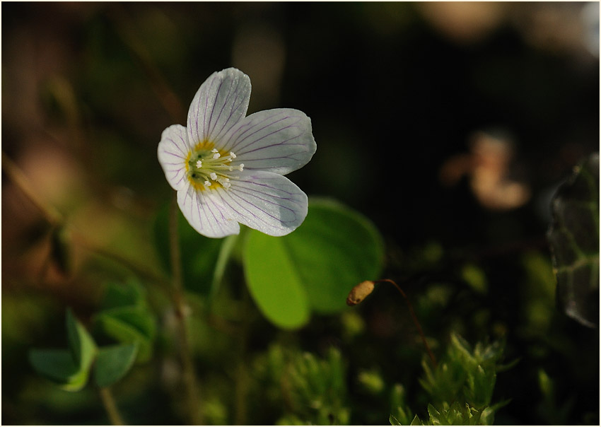 Wald-Sauerklee (Oxalis acetosella)