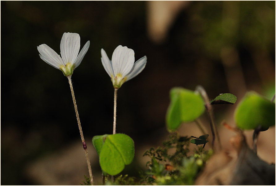 Wald-Sauerklee (Oxalis acetosella)