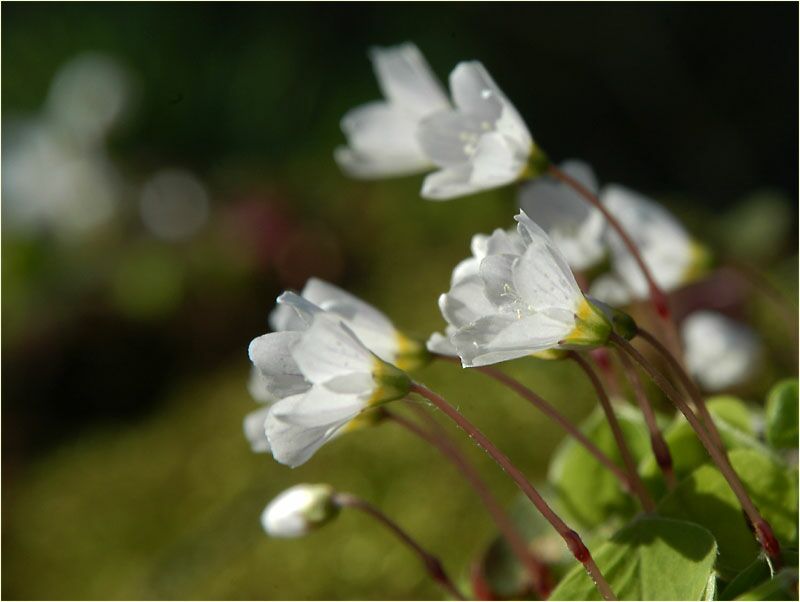 Wald-Sauerklee (Oxalis acetosella)