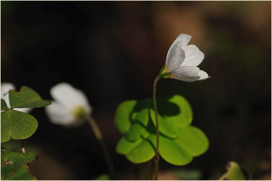 Wald-Sauerklee (Oxalis acetosella)