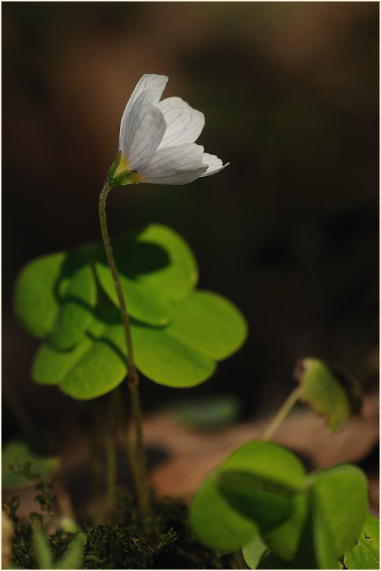 Wald-Sauerklee (Oxalis acetosella)