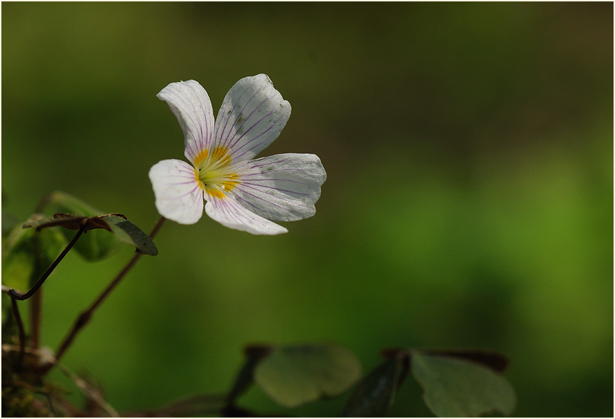 Wald-Sauerklee (Oxalis acetosella)