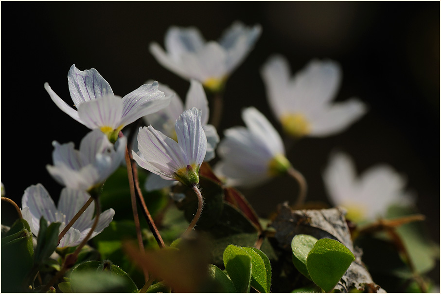 Wald-Sauerklee (Oxalis acetosella)