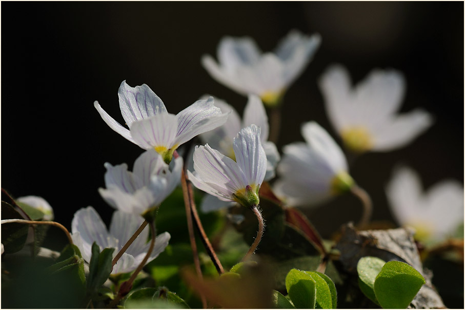 Wald-Sauerklee (Oxalis acetosella)