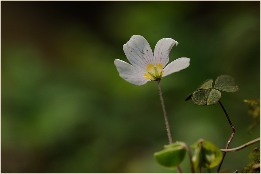 Wald-Sauerklee (Oxalis acetosella)