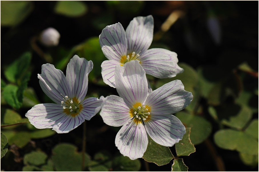 Wald-Sauerklee (Oxalis acetosella)