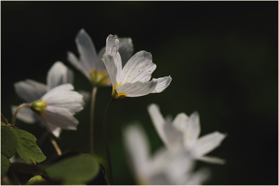 Wald-Sauerklee (Oxalis acetosella)