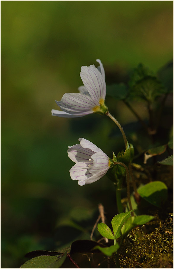 Wald-Sauerklee (Oxalis acetosella)