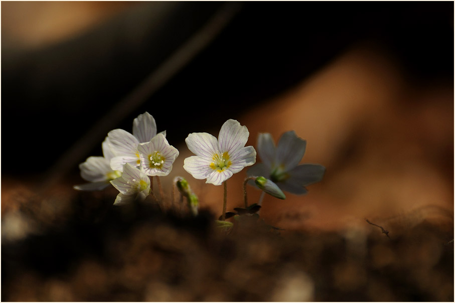 Wald-Sauerklee (Oxalis acetosella)