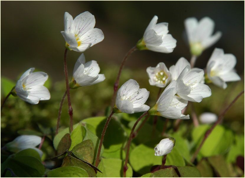 Wald-Sauerklee (Oxalis acetosella)