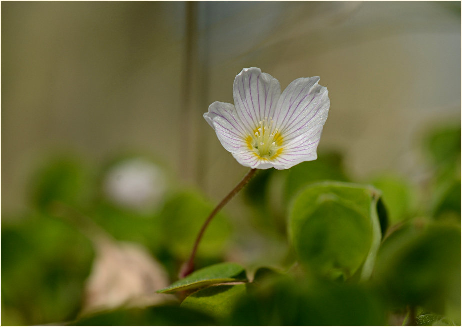 Wald-Sauerklee (Oxalis acetosella)