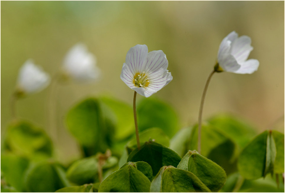 Wald-Sauerklee (Oxalis acetosella)