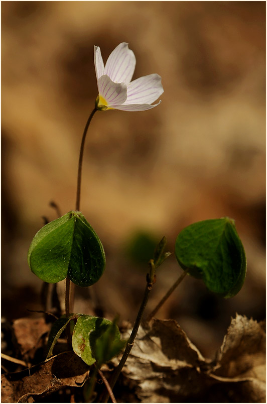 Wald-Sauerklee (Oxalis acetosella)