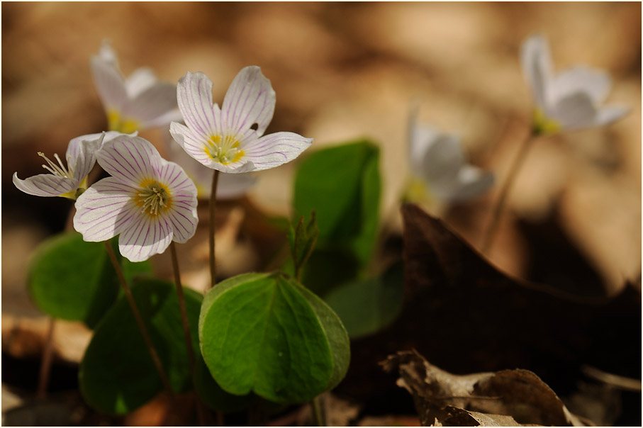 Wald-Sauerklee (Oxalis acetosella)