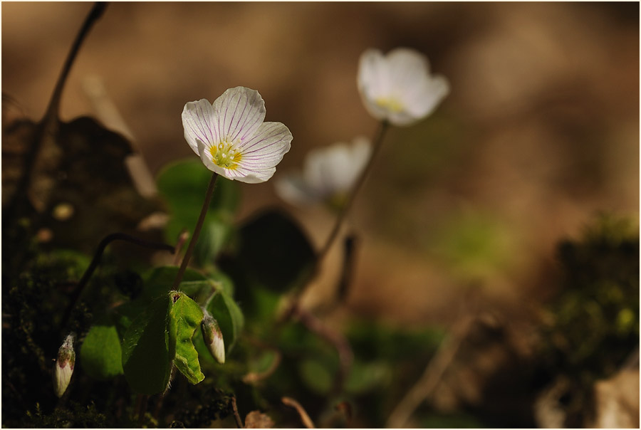 Wald-Sauerklee (Oxalis acetosella)