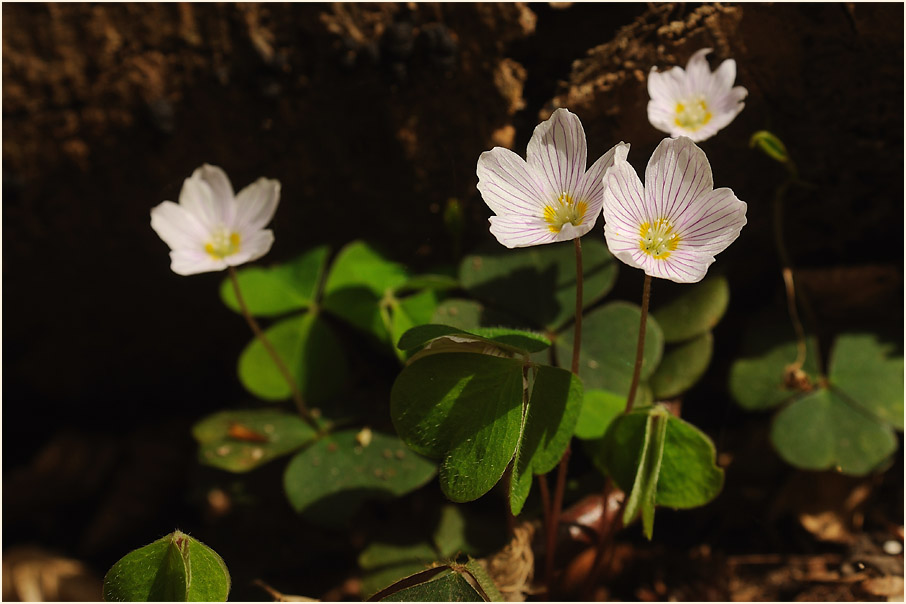 Wald-Sauerklee (Oxalis acetosella)