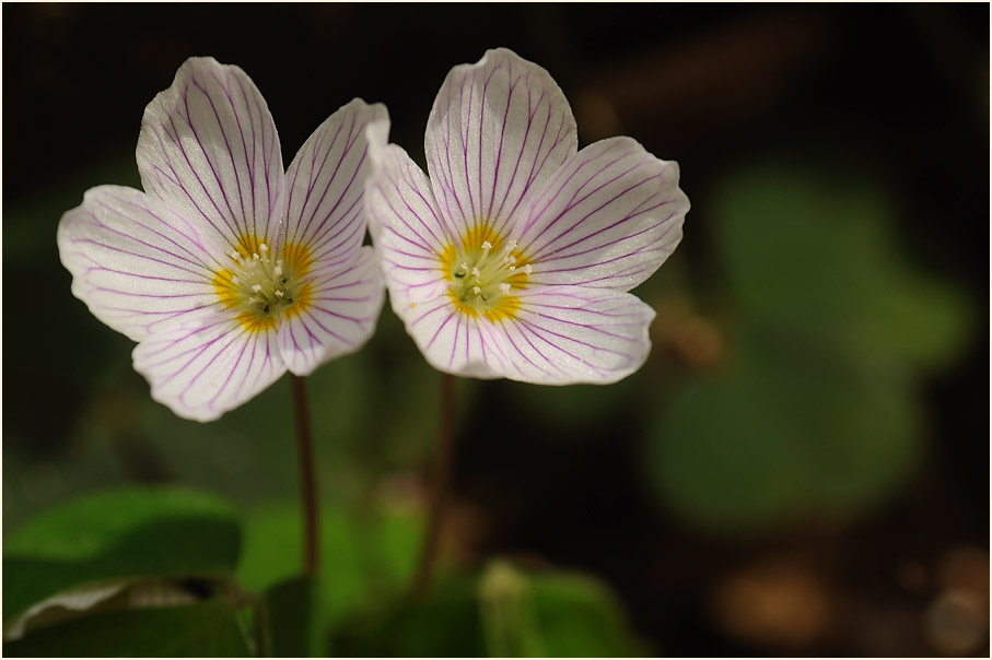 Wald-Sauerklee (Oxalis acetosella)