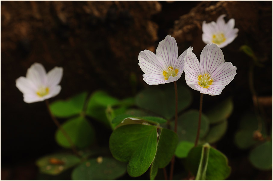 Wald-Sauerklee (Oxalis acetosella)