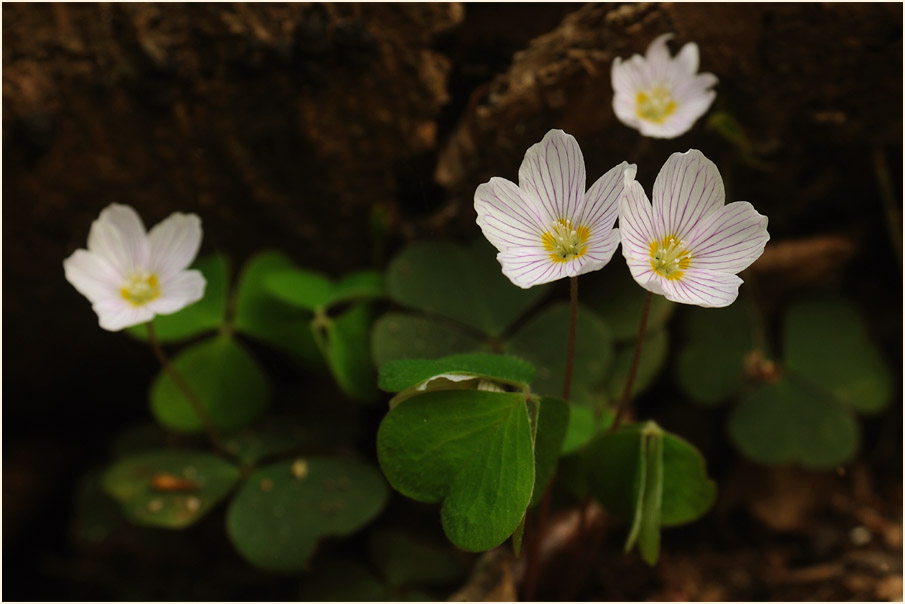 Wald-Sauerklee (Oxalis acetosella)