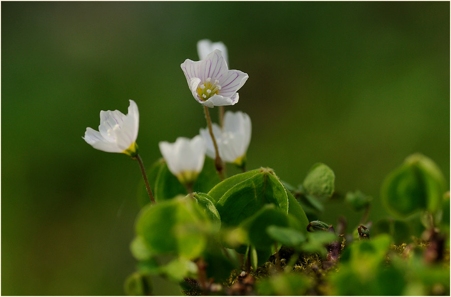 Wald-Sauerklee (Oxalis acetosella)