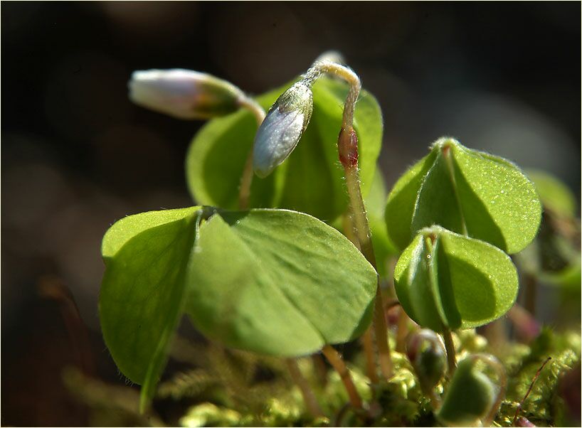 Wald-Sauerklee (Oxalis acetosella)