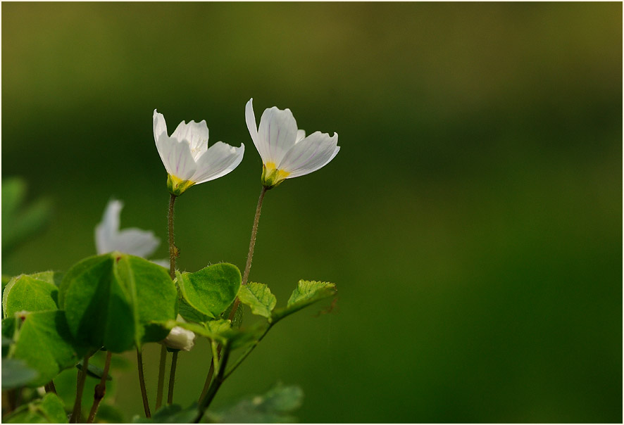 Wald-Sauerklee (Oxalis acetosella)