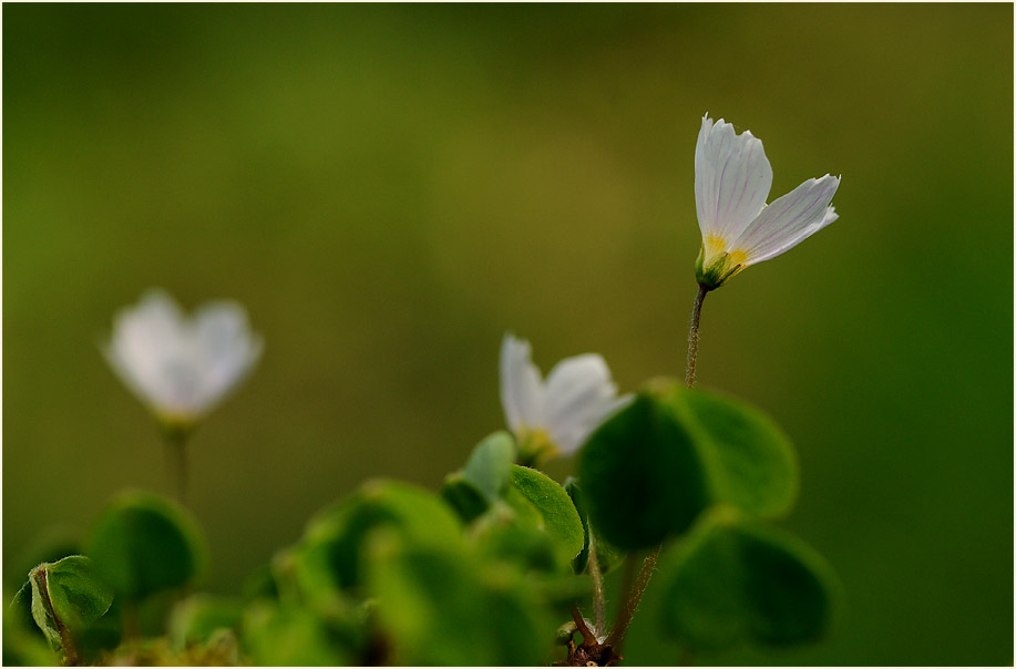 Wald-Sauerklee (Oxalis acetosella)