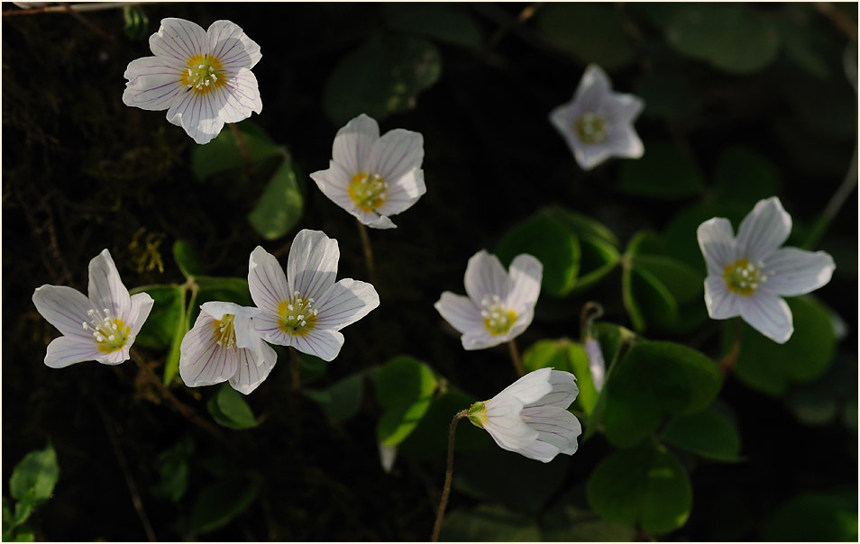 Wald-Sauerklee (Oxalis acetosella)